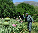 Afghanistan Still World’s Largest Opium Producer by Far: Report